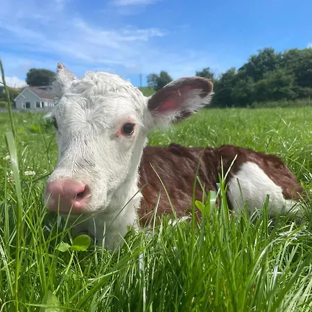 Tranquil Countryside * ثورل