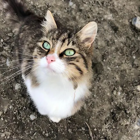 Tranquil Countryside Σπίτι διακοπών *
