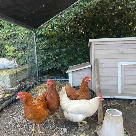 Tranquil Countryside * ثورل