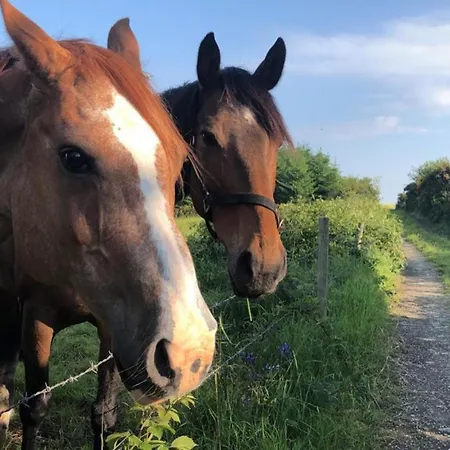 Tranquil Countryside Σπίτι διακοπών Thurles